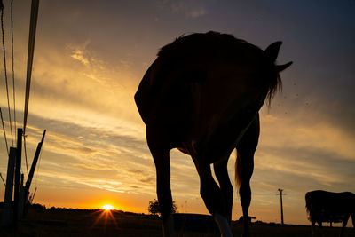 Silhouette horse on field against sky during sunset