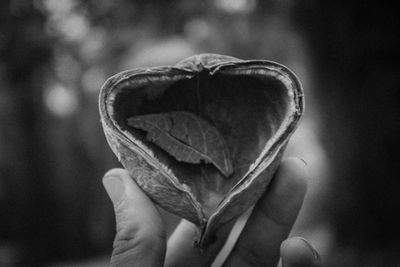 Close-up of hand holding heart shape plant pod