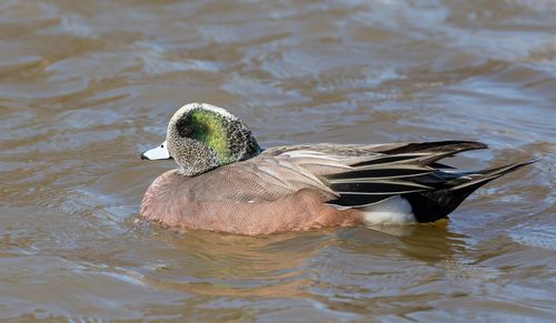 Close-up of duck swimming in lake