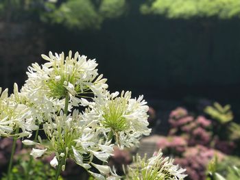 Close-up of flowers blooming outdoors