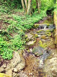 Stream in forest