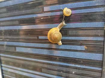 Close-up of snail on wood