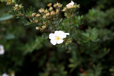 Close-up of white flowers blooming on tree