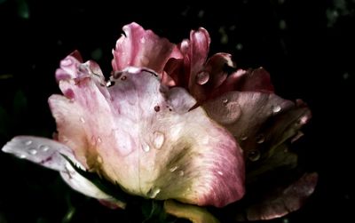 Close-up of pink flowers