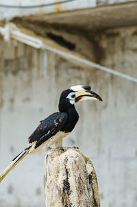 Close-up of bird perching on wooden post