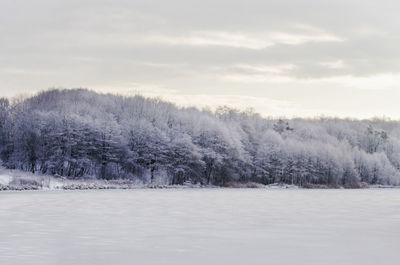 Trees on snow covered land against sky