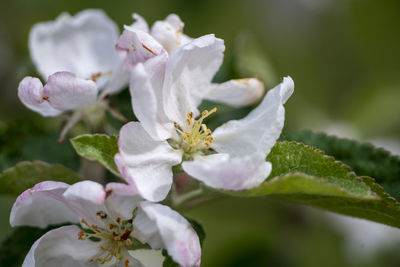 Close-up of apple blossoms on tree