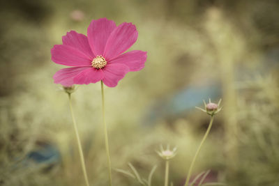 Close-up of pink cosmos flower on field