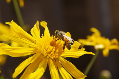 Close-up of bee pollinating on yellow flower