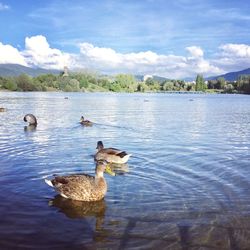 Swans swimming in lake against sky