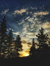 Silhouette of trees at sunset