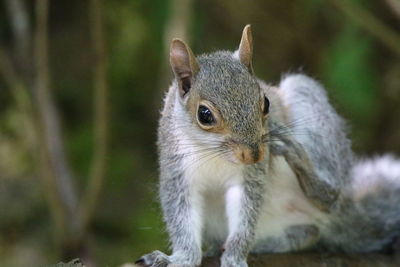 Close-up portrait of squirrel