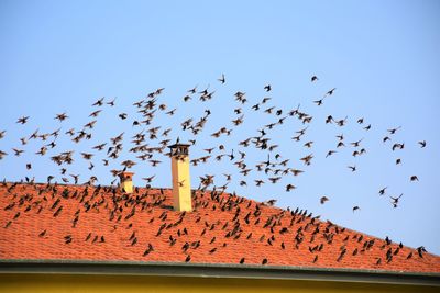 Low angle view of birds flying against sky