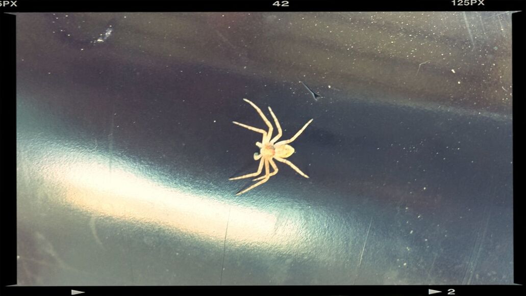 animal themes, one animal, insect, animals in the wild, wildlife, spider, spider web, close-up, transfer print, indoors, auto post production filter, focus on foreground, dragonfly, full length, zoology, nature, glass - material, arachnid, selective focus