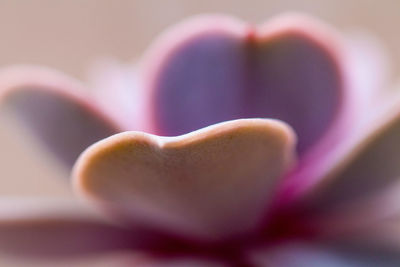 Close-up of plant