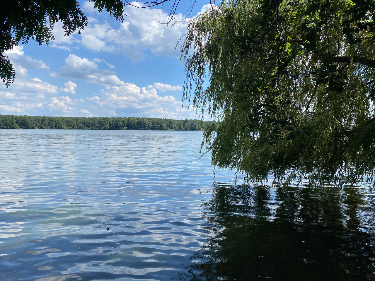 TREE BY LAKE AGAINST SKY