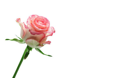 Close-up of pink rose against white background