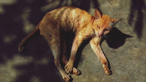 High angle view of cat sleeping