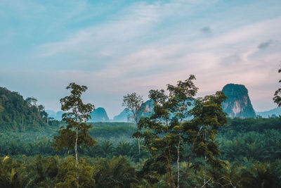 Trees on landscape against sky