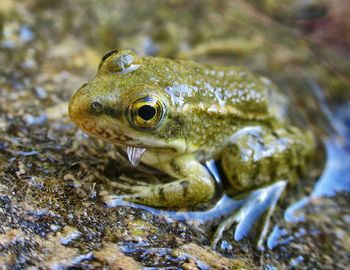 Close-up of frog swimming in water