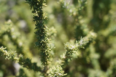 Close-up of flowering plant against blurred background