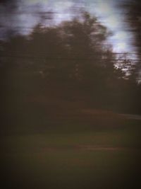 Defocused image of trees against sky in forest