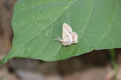 Close-up of insect on leaf