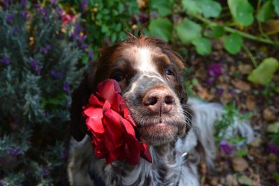 My dog and i goofing around with the garden roses. 