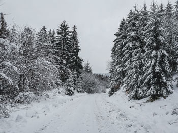 Pine trees on snow covered land against sky