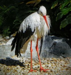 Birds on rocks