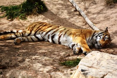One strong tiger lying on the ground