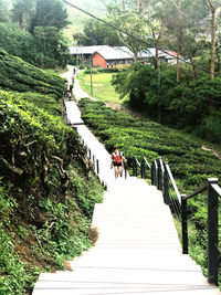 People walking on footpath amidst trees