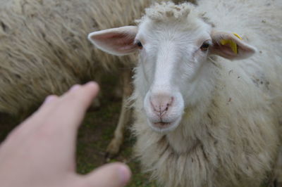 Portrait of cow