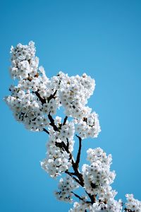 Low angle view of cherry blossom tree against clear blue sky