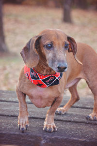 Close-up of dog