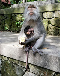 Monkey feeding infant at ubud monkey forest