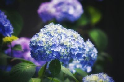 Close-up of purple flowering plant