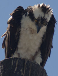 Low angle view of eagle against sky