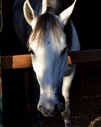 Close-up of horse