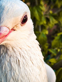 Close-up of a bird