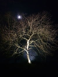 Close-up of illuminated tree on field at night