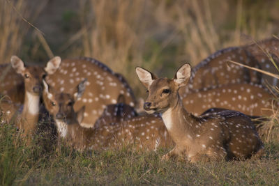 Deer sitting on land