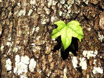 Close-up of plant growing on tree trunk