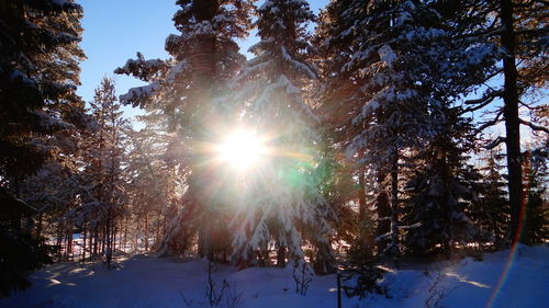 Sun shining through trees