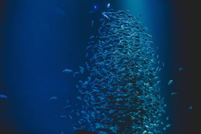 School of fish swimming in sea