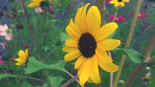 Close-up of sunflower blooming outdoors