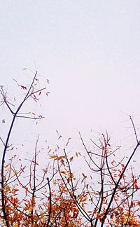 Close-up of tree branch against sky