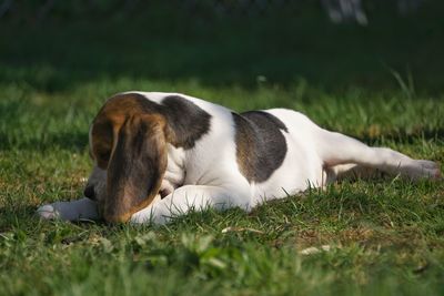 Dog resting in a field