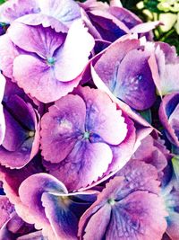 Close-up of hydrangea blooming outdoors