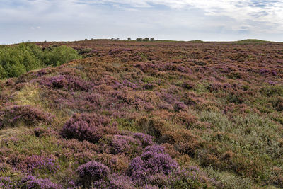 Purple flowering plants on land against sky